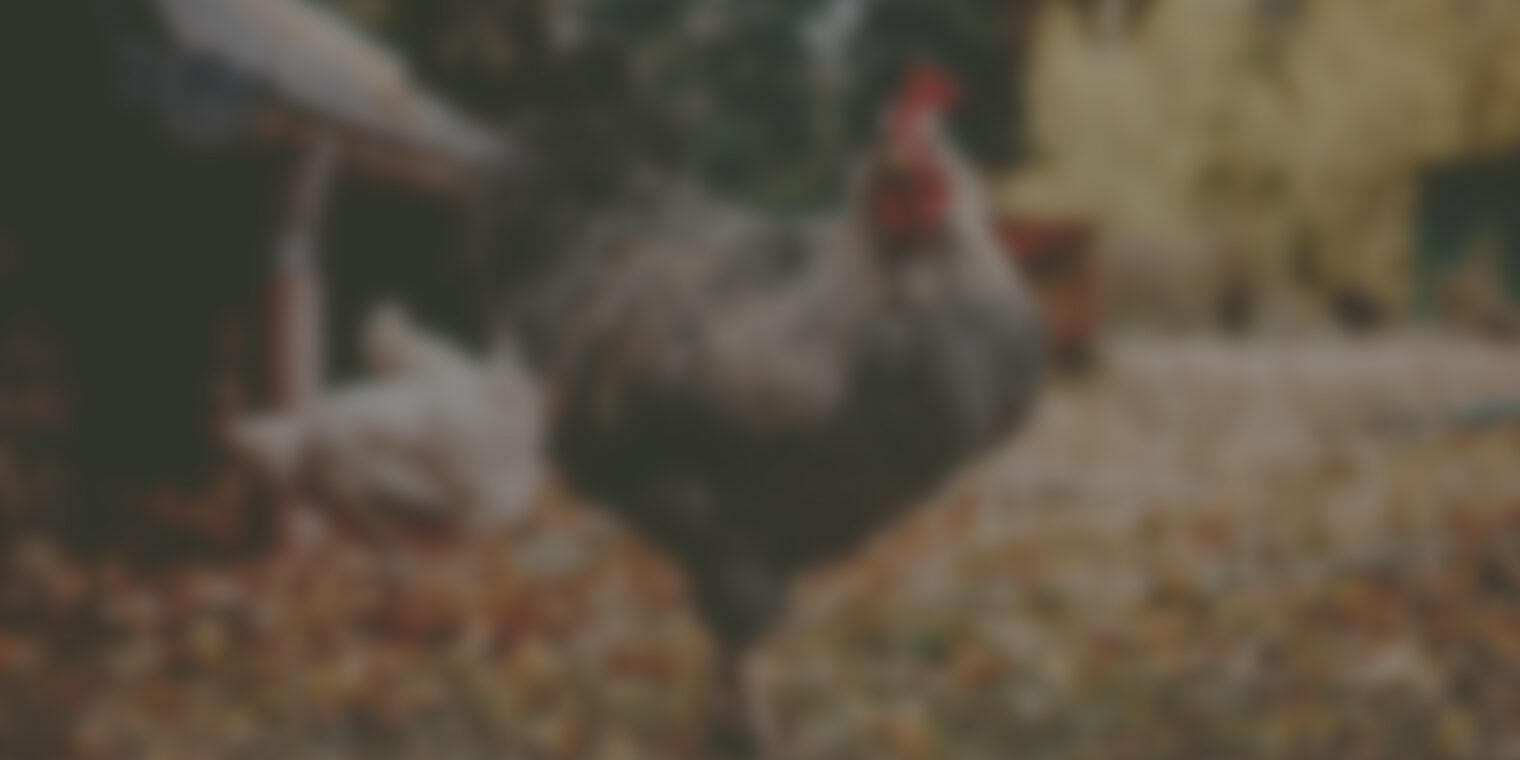 Demand response program helps poultry farm hatch improvements